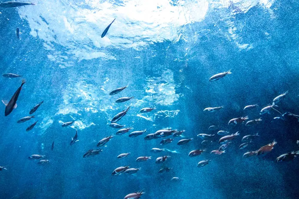 Vandets dag - pas på vandmiljø